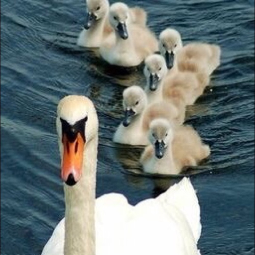 Please share 4 items and I will share 4 of yours sharing is caring 💖 - Picture 4 of 4